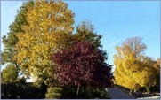 <font color="red"><font size="+1">Couleurs d automne... 2015..... Spectacle automnal avec de beaux contrastes et de belles couleurs</font></font>