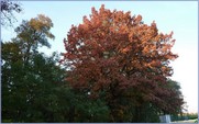 <font color="red"><font size="+1">Couleurs d automne... 2015..... Spectacle automnal avec de beaux contrastes et de belles couleurs</font></font>