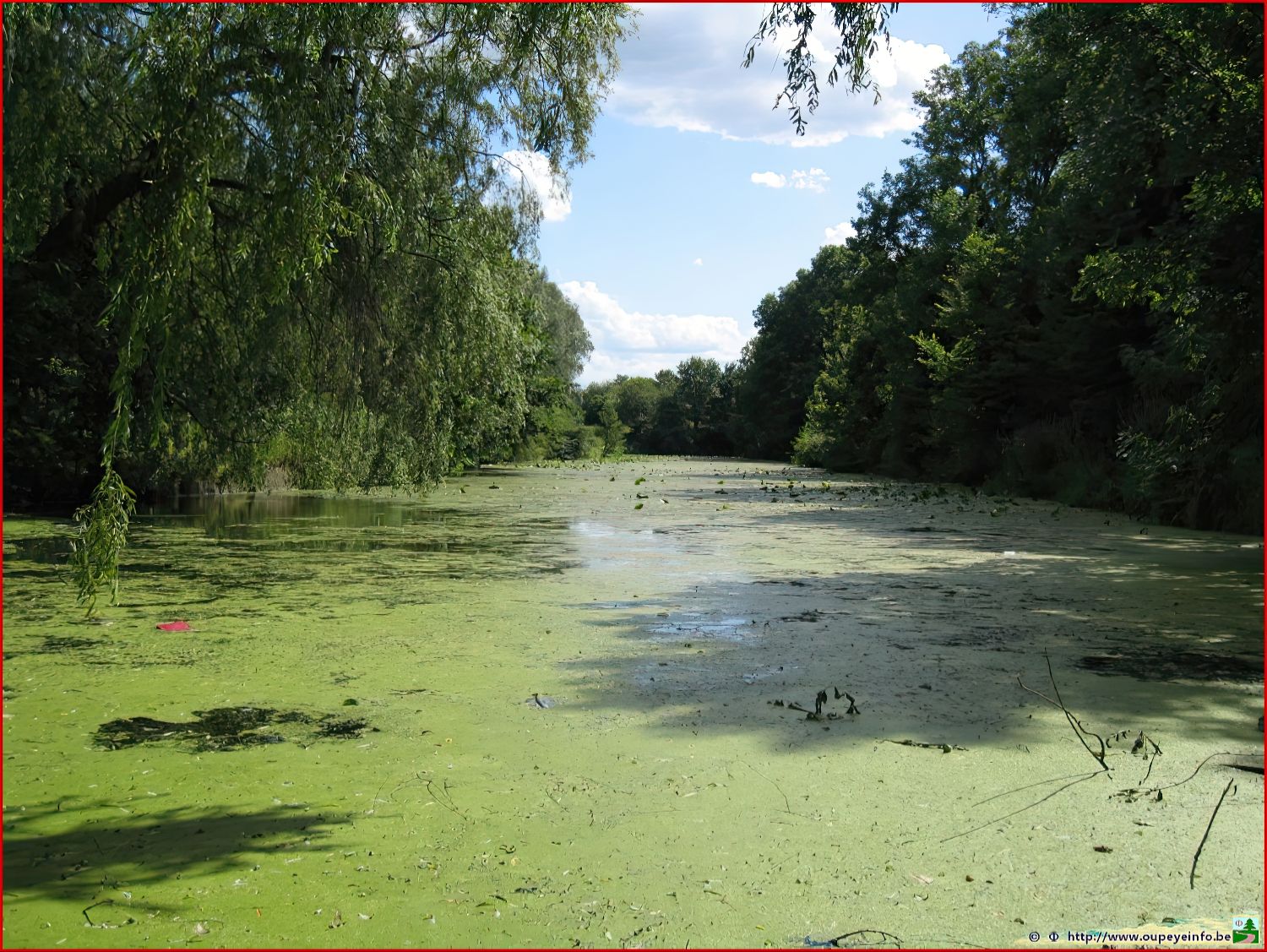 <font color="blue"><font size="+1"> Noue de Hemlot, ancien bras mort de la Meuse � Hermalle-sous-Argenteau</font></font>