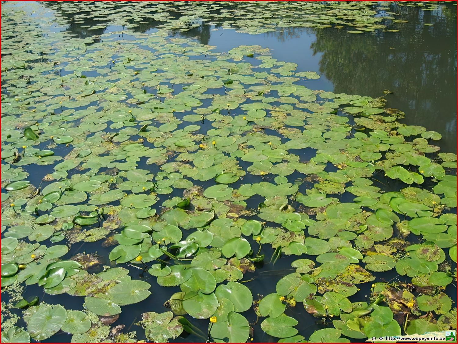 <font color="blue"><font size="+1"> noue de Hemlot, ancien bras de la Meuse Hermalle-sous-Argenteau</font></font>