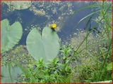 <font color="blue"><font size="+1"> noue de hemlot Le nénuphar jaune (Nuphar lutea) plante aquatique (noue de Hemlot) et petit canard, Hermalle-sous-Argenteau</font></font>