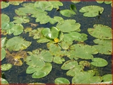 <font color="blue"><font size="+1"> noue de hemlot Le nénuphar jaune (Nuphar lutea) plante aquatique (noue de Hemlot) et petit canard, Hermalle-sous-Argenteau</font></font>