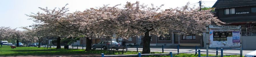 exemple de texte alternatif