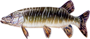 Brochet