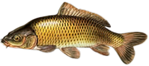 Carpe