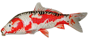 Koi