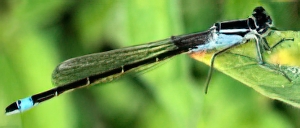 Agrion &eacute;l&eacute;gant