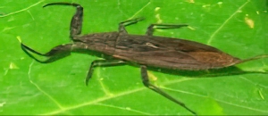 N&egrave;pe