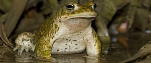 Crapaud calamite