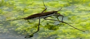 Gerris