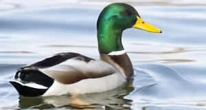 Canard colvert