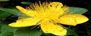 Millepertuis