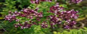 Origan