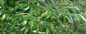 Saule et Ortie