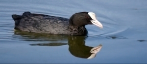 Foulque macroule