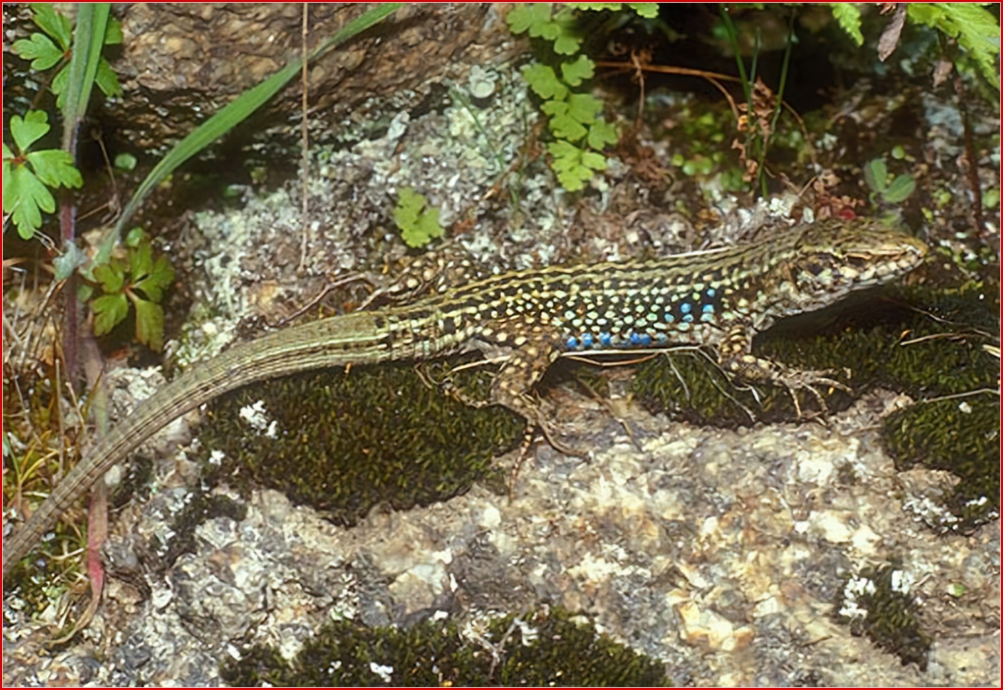 Le l&eacute;zard