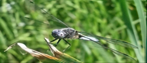 Libellule d&eacute;prim&eacute;e