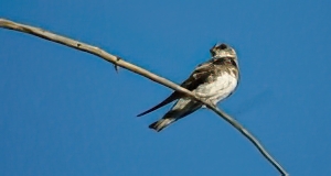 Hirondelle de rivage