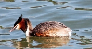 Gr&egrave;be hupp&eacute;