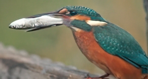 Martin-p&ecirc;cheur