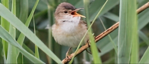 Rousserolle effarvatte